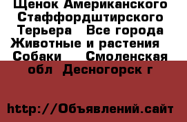 Щенок Американского Стаффордштирского Терьера - Все города Животные и растения » Собаки   . Смоленская обл.,Десногорск г.